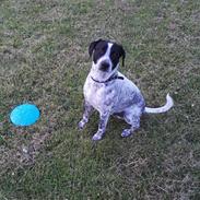 Blanding af racer Mischa