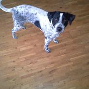 Blanding af racer Mischa