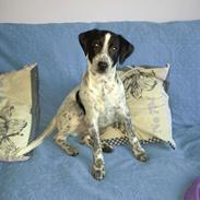 Blanding af racer Mischa