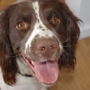 Engelsk springer spaniel Bess