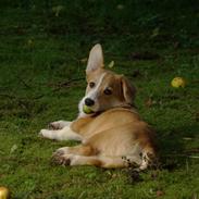 Welsh corgi pembroke Humphrey