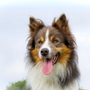 Border collie Icon