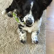 Welsh corgi cardigan Bodil