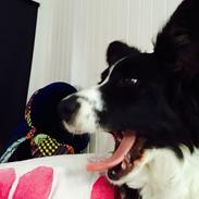 Welsh corgi cardigan Bodil