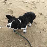 Welsh corgi cardigan Bodil