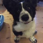 Welsh corgi cardigan Bodil