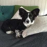 Welsh corgi cardigan Bodil