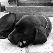 Labrador retriever Sif