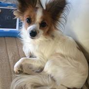 Papillon Smilla