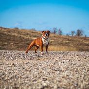 Staffordshire bull terrier Cedro *Himmelhund* Savner dig <3 