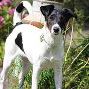 Glathåret foxterrier blanding NOVA