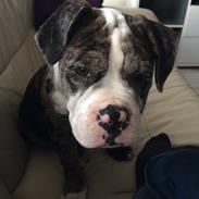 Olde english bulldogge Jeff