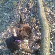 Fransk bulldog Chloé 