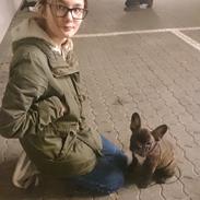 Fransk bulldog Chloé 