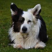 Welsh corgi cardigan Birkebakkens Samson