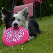 Welsh corgi cardigan Birkebakkens Samson