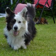 Welsh corgi cardigan Birkebakkens Samson