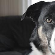 Blanding af racer Milo (Border Collie/Lab.)