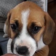 Blanding af racer Beagle/Dansk-svensk gårdhund - Egon