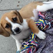 Blanding af racer Beagle/Dansk-svensk gårdhund - Egon