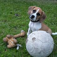 Blanding af racer Beagle/Dansk-svensk gårdhund - Egon
