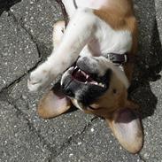 Blanding af racer Beagle/Dansk-svensk gårdhund - Egon