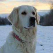 Golden retriever Peka's Chelsea