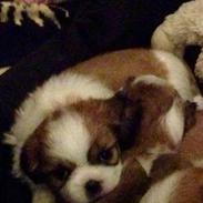Shih tzu Timon