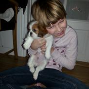 Shih tzu Timon