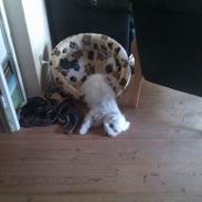 Blanding af racer Mille