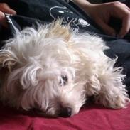 Blanding af racer Mille