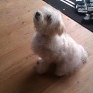 Blanding af racer Mille