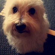 Blanding af racer Mille