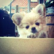 Blanding af racer Bailey