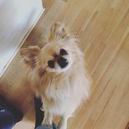 Blanding af racer Bailey