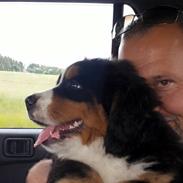 Berner sennenhund Balder