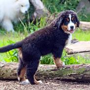 Berner sennenhund Balder