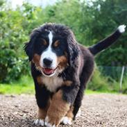 Berner sennenhund Balder