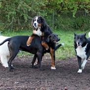 Berner sennenhund Balder