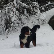 Berner sennenhund Balder