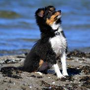 Shetland sheepdog Hovsa