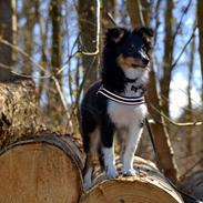 Shetland sheepdog Hovsa