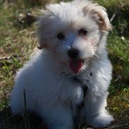 Coton de tulear Milton