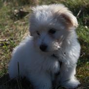 Coton de tulear Milton