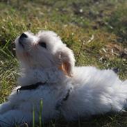 Coton de tulear Milton