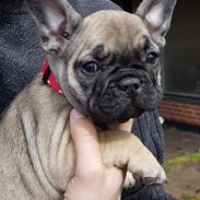 Fransk bulldog Charlie