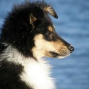 Collie langhåret R.I.P Kiitos
