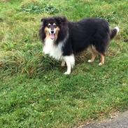 Collie langhåret R.I.P Kiitos