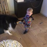 Collie langhåret R.I.P Kiitos