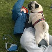 Mops Lykkedals Isabella